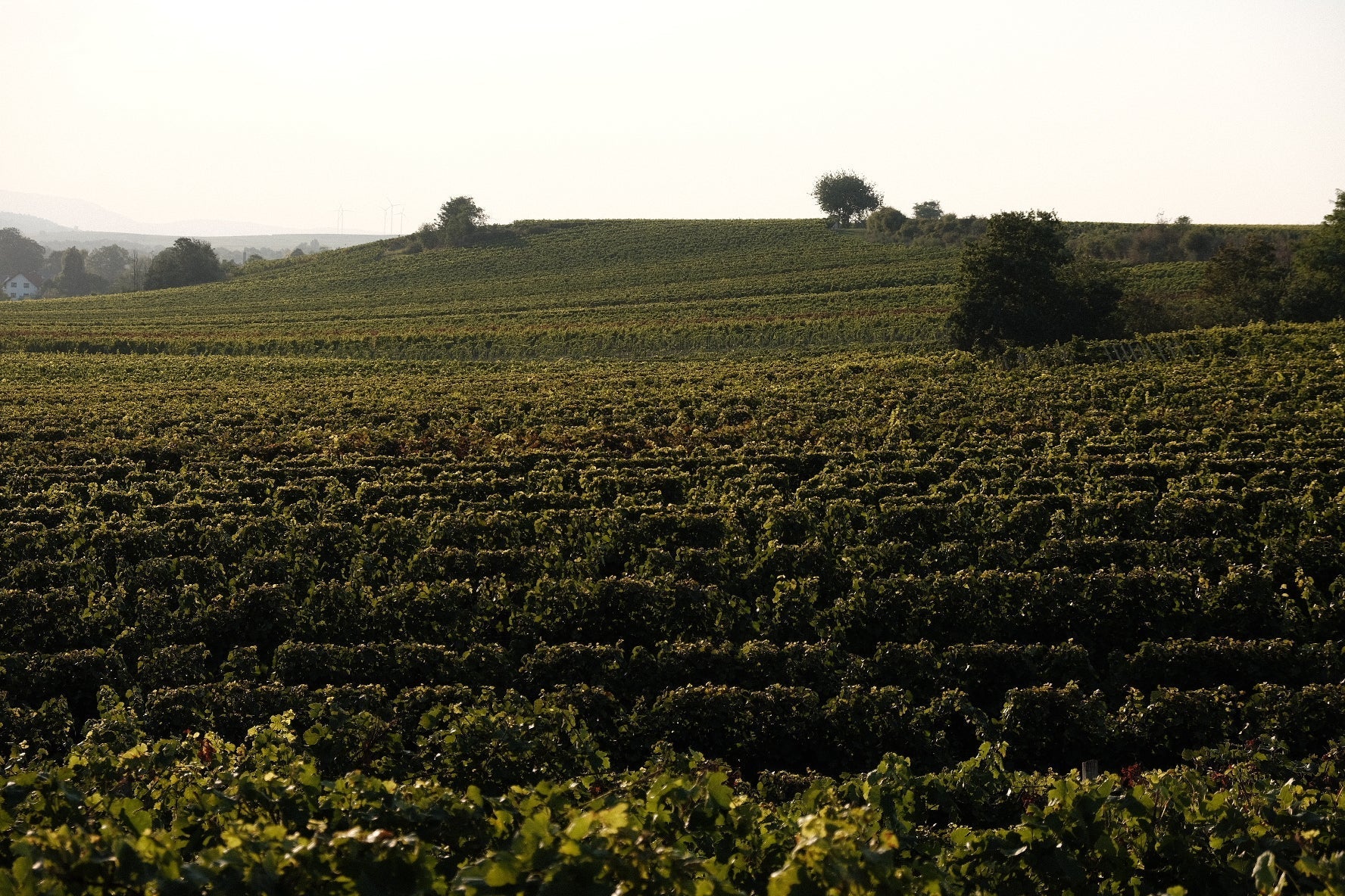 WongAmat – Flörsheim-Dalsheim, Rheinhessen, Germany